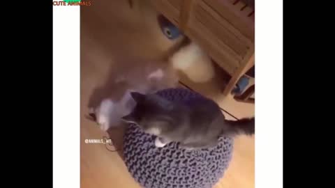 Twisting Cat 🐱 Funny Animals