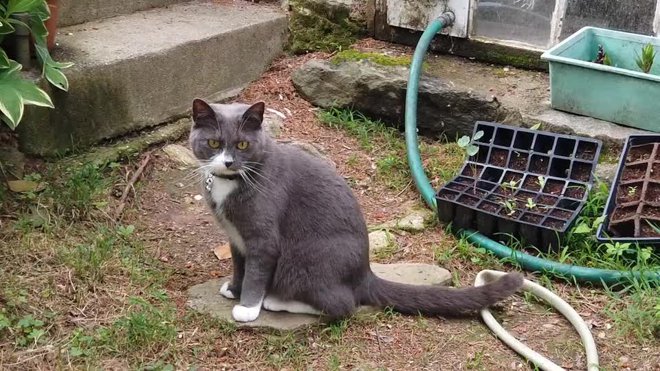 I found this cat in the garden