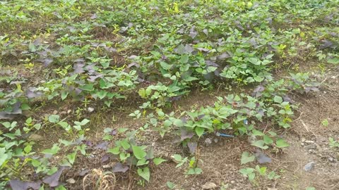 This is a potato seedling