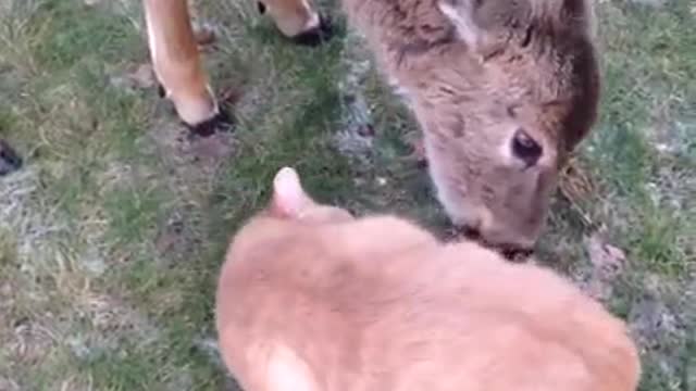 Deer red collar licks orange cat on grass field