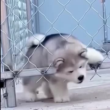 Cute puppy # lovely puppy #cute dog