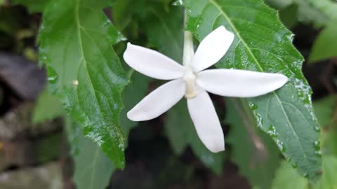 Hippobroma longiflora