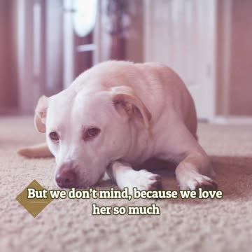 They Adopted A Dog From The Shelter And It Became Their Daughter's Best Friend