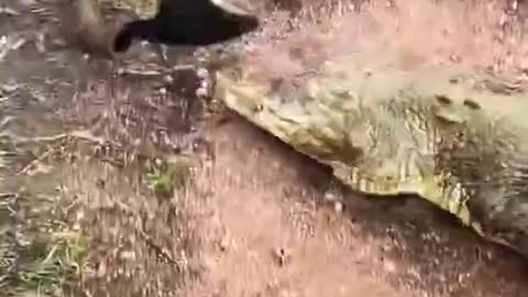 Close encounters Hugest Crocodile wildbeasts shorts