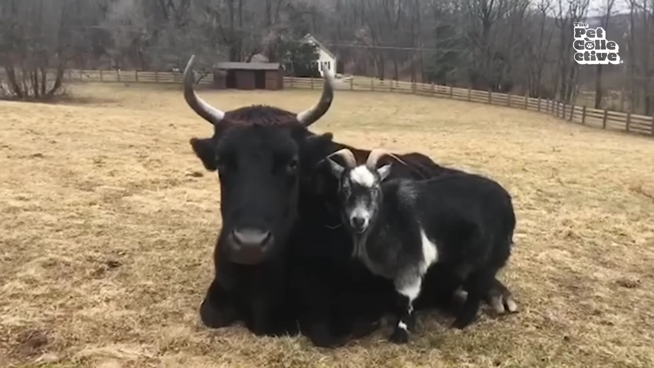 Funniest Farm Animals