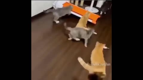 5 cats run away with a sneeze