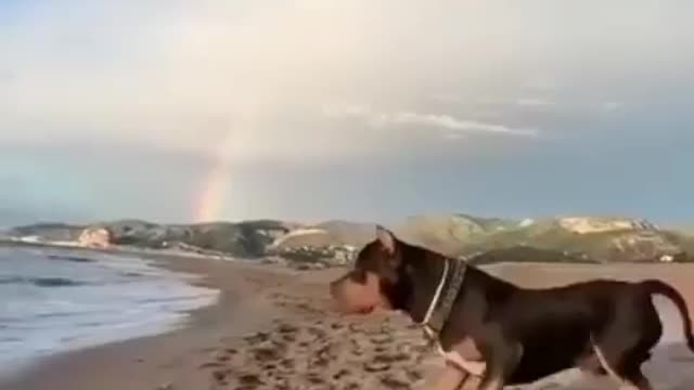 Massive pitbull so vicious on the beach