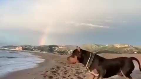 Massive pitbull so vicious on the beach
