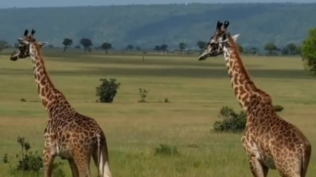 A giraffe follows her lover