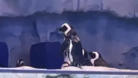 waving penguin