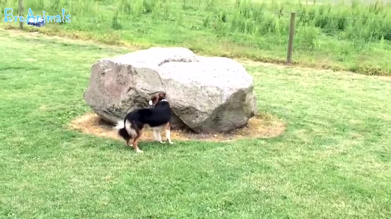 FUN WITH ANIMALS, funny bird