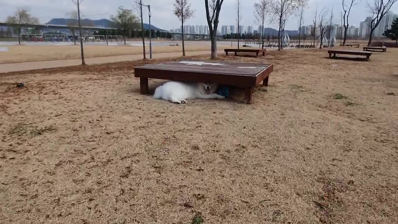 A puppy that goes to pick up a ball and never comes back.