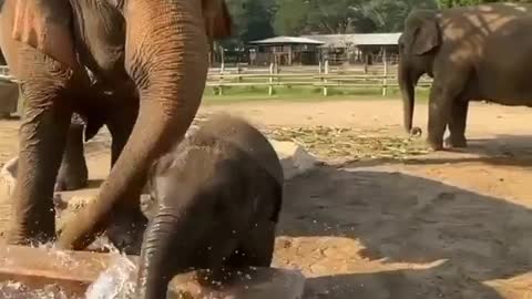 Cute Baby Elephant Discovers What Its Trunk Can Do