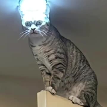 Alien cat 😂😂