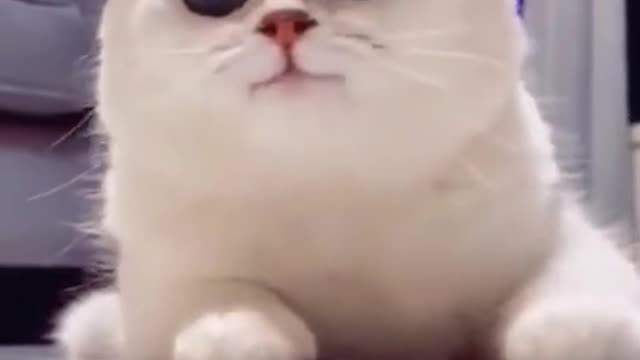 funny cat