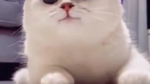 funny cat