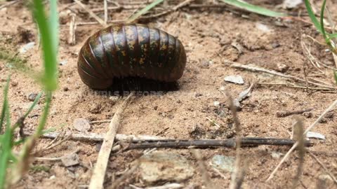 Insect Curls Before Crawling On The Ground