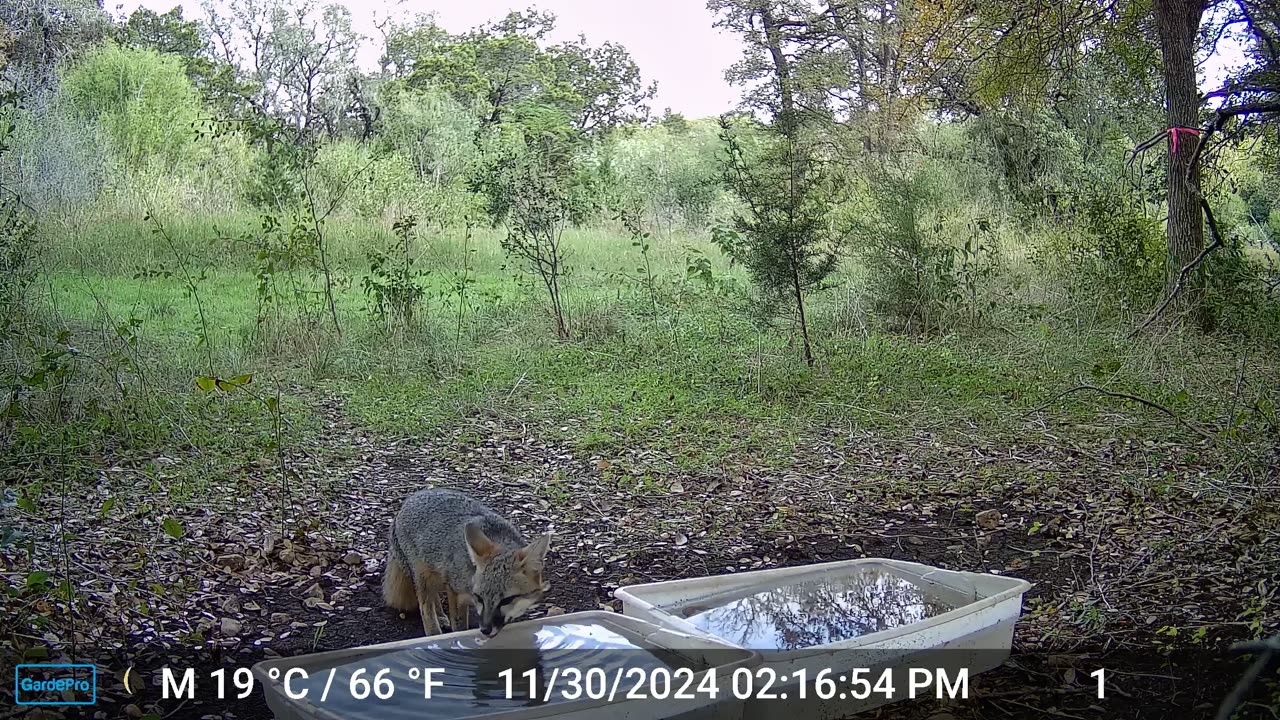 Fox in Daylight; Squirrel Scolds