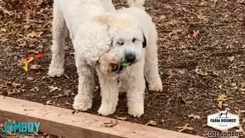 Dogs Play Fight Over a Ball, breakdown