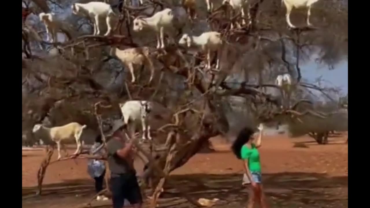 There’s nothing on the ground for them to eat. Goat to adapt 😅