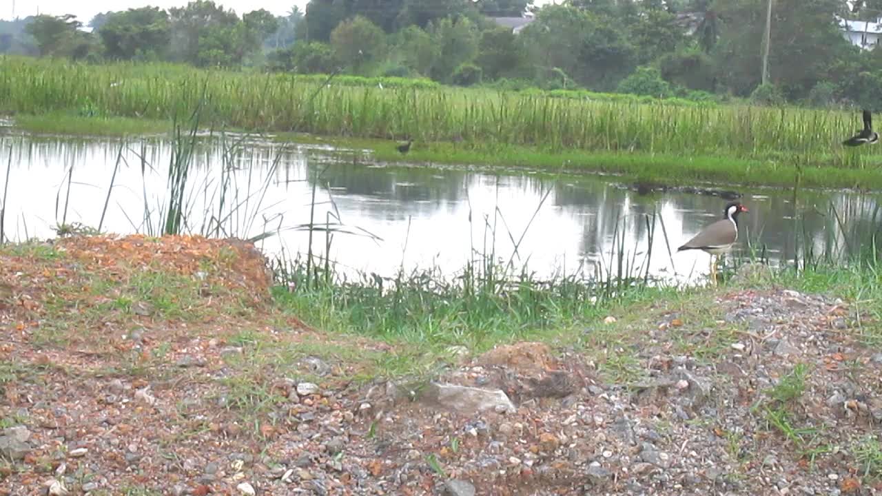 Lapwings and few birds