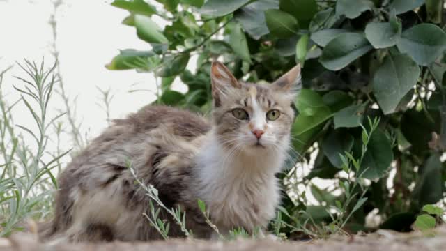 Gray sweetheart cat like to check out every thing