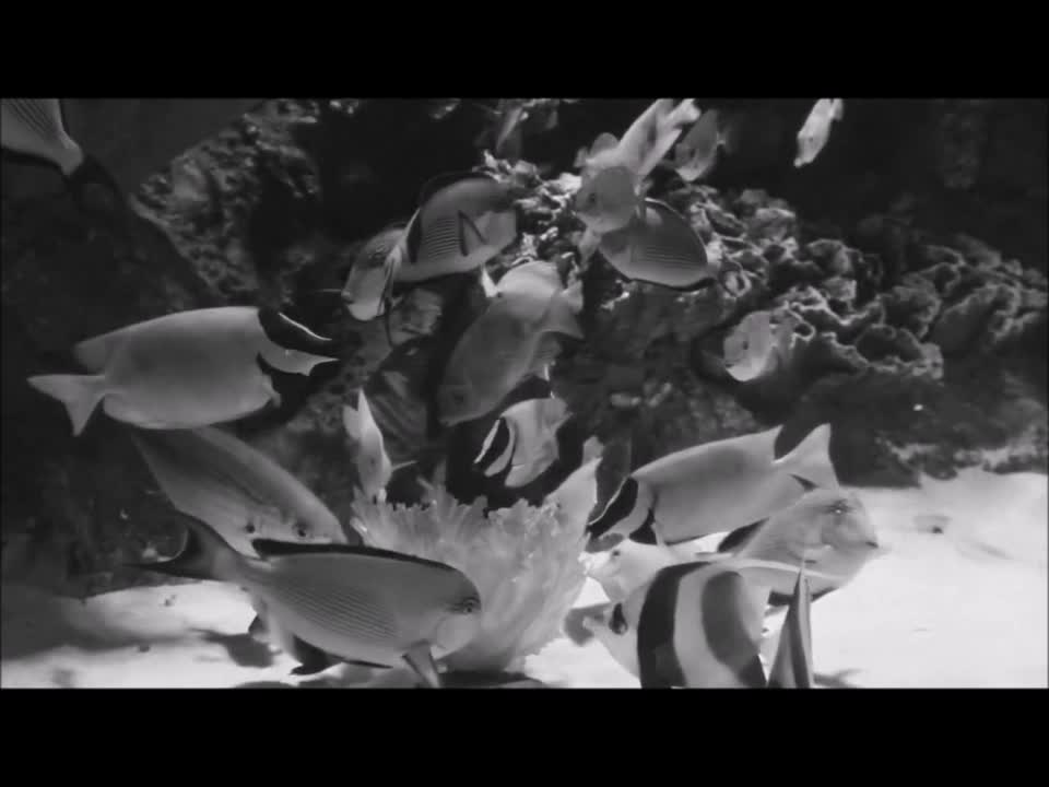 Some sweet fish.