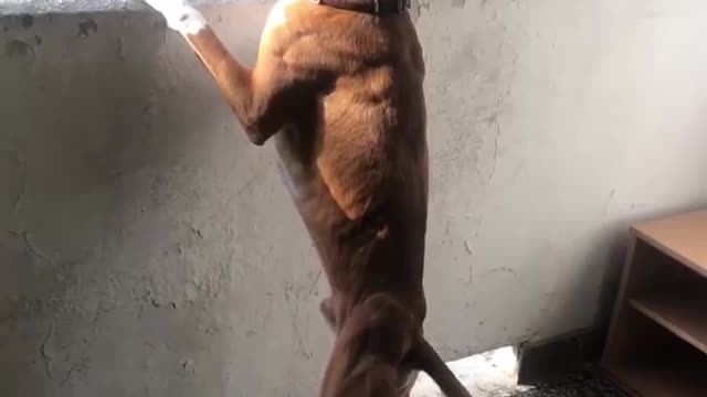 Boxer dog pees while standing and not caring for a single thing in the world