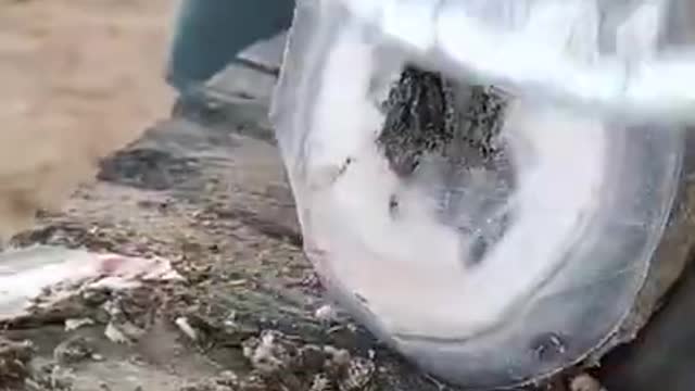 Satisfying Cleaning Horse Hooves