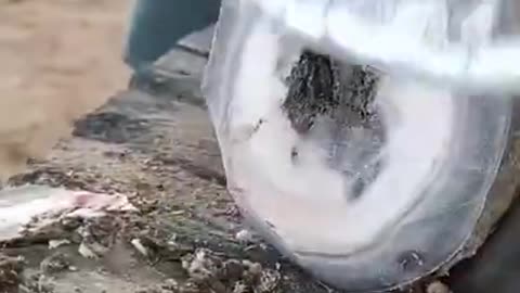 Satisfying Cleaning Horse Hooves