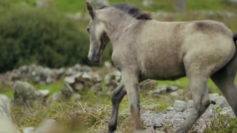 Handsome horse playing in the field