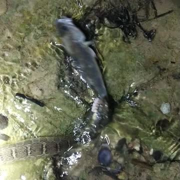 Watersnake eating a fish