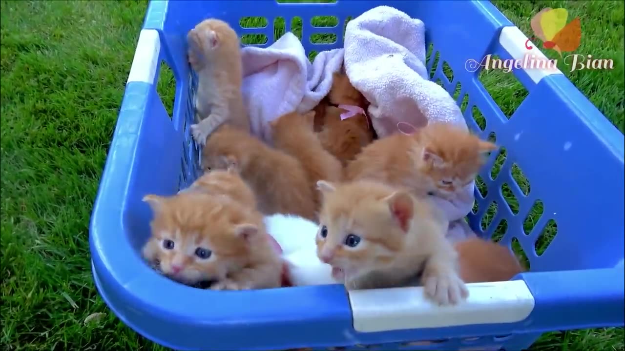 Animal You LOVED!| adorable and Funny Cat songs| for Kids