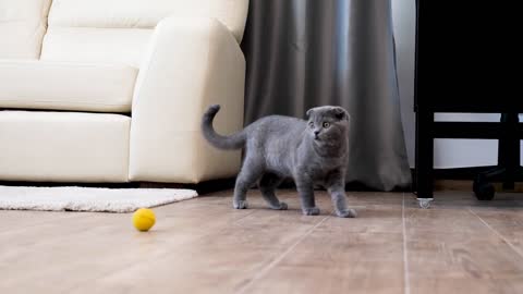 Scottish fold kitten playing in the house with an yellow ball