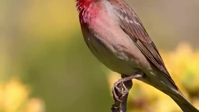 What kind of bird is that talking on the branch? It's beautiful.