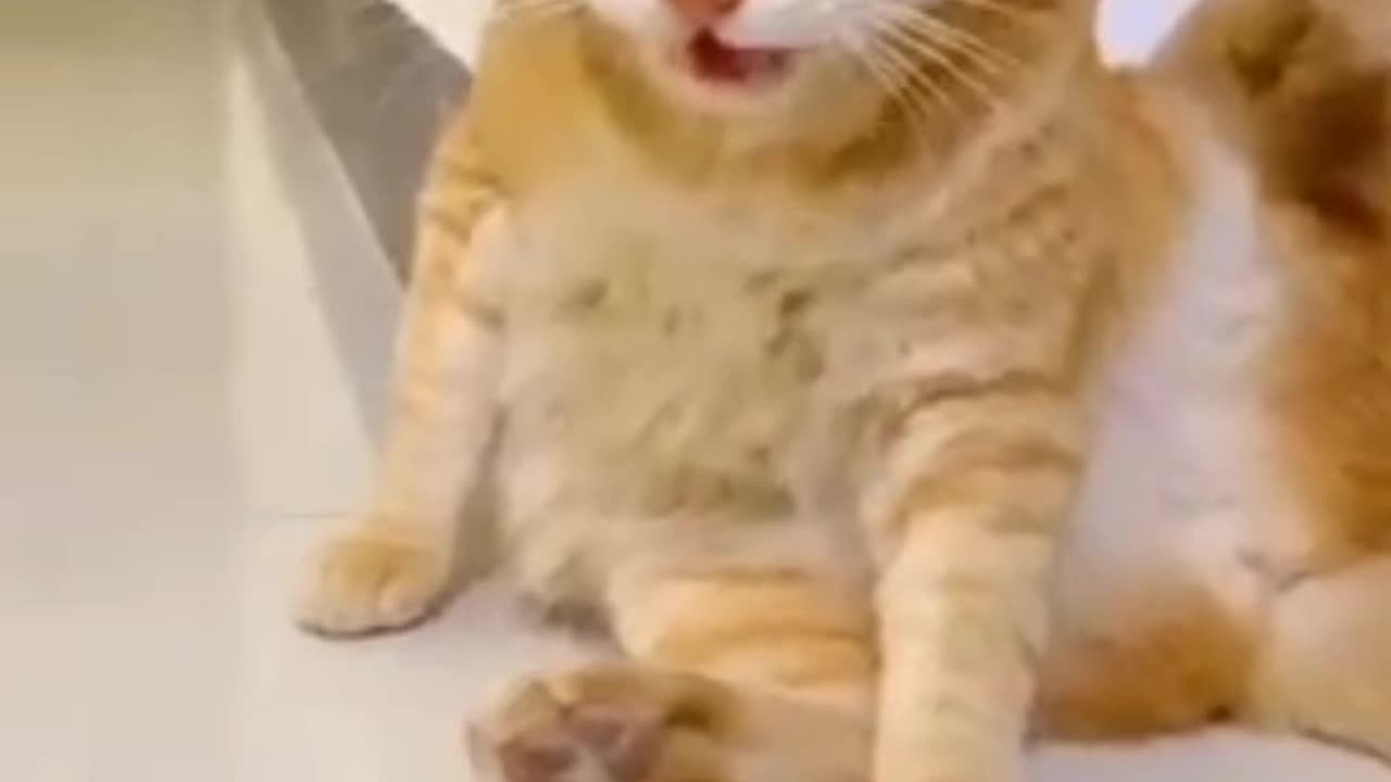 Cat is smelling his ass. very funny video