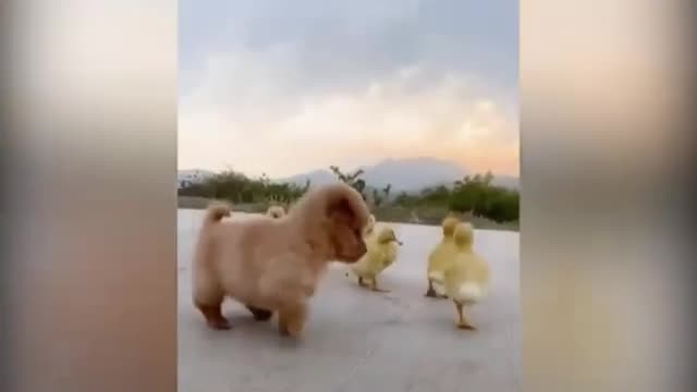 Cute puppy playing with duckling kids