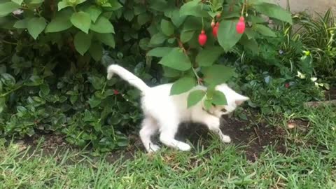 Cute funny baby cat|| kitty playing around with mom