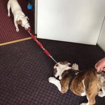 Jack Russels vs English bulldog