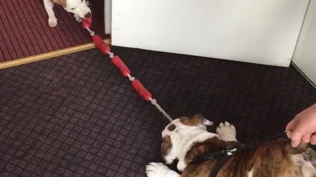 Jack Russels vs English bulldog