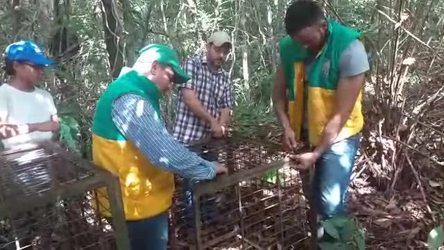 Instalaron jaulas para capturar felinos que han atacado ganados en Puerto Wilches