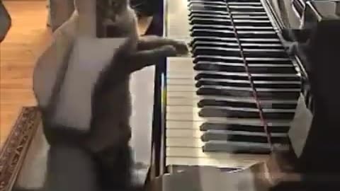 This cat plays piano better than me lol