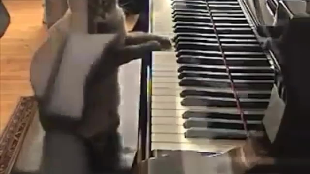 This cat plays piano better than me lol