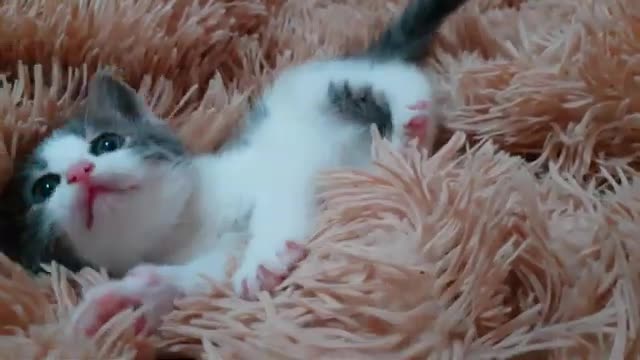 Tiny Kitten on blanket