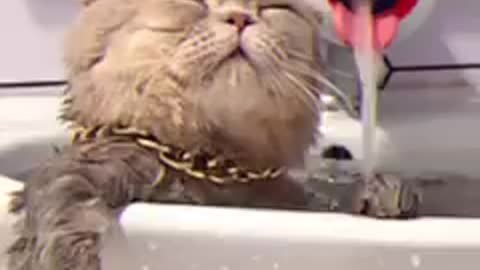 Poor cat bathing alone