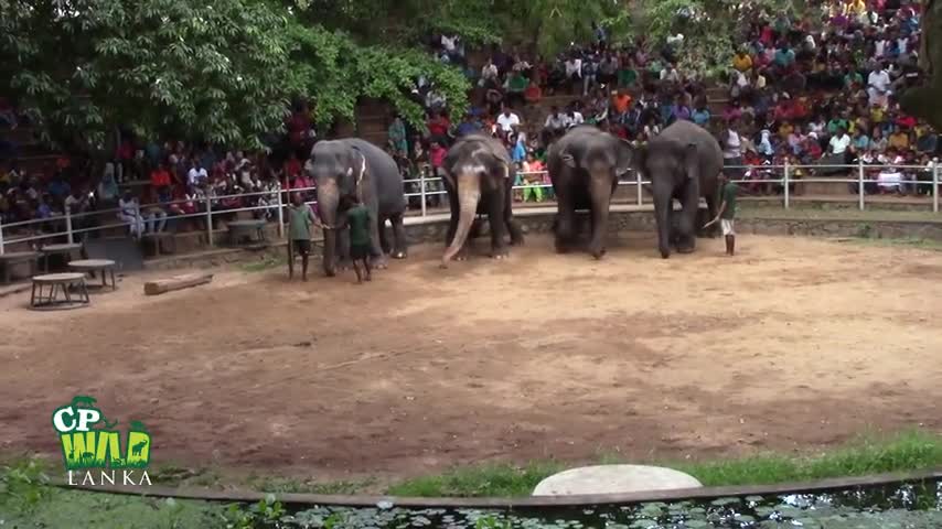 Elephant dance