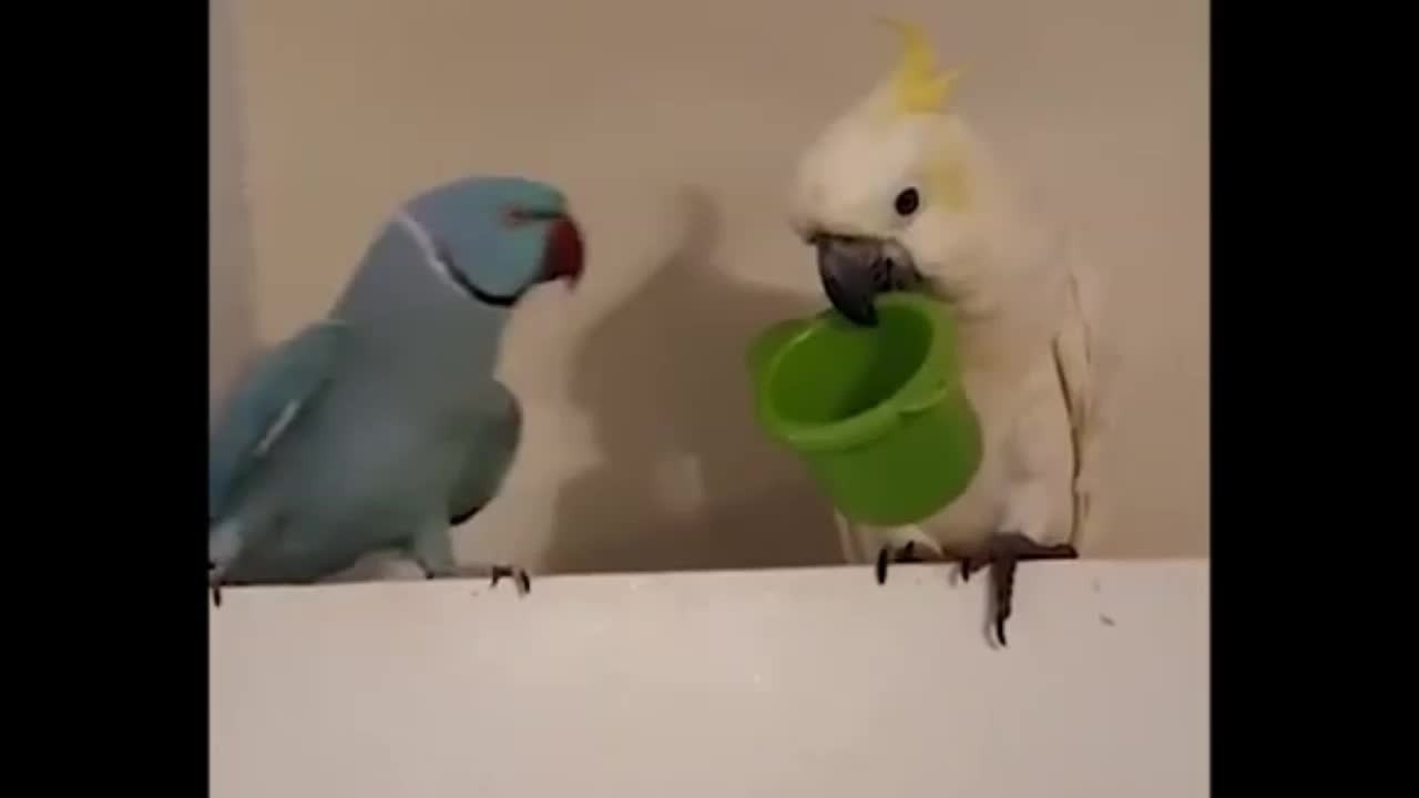 Two Parrots