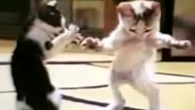 Cat dancing very well