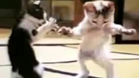 Cat dancing very well