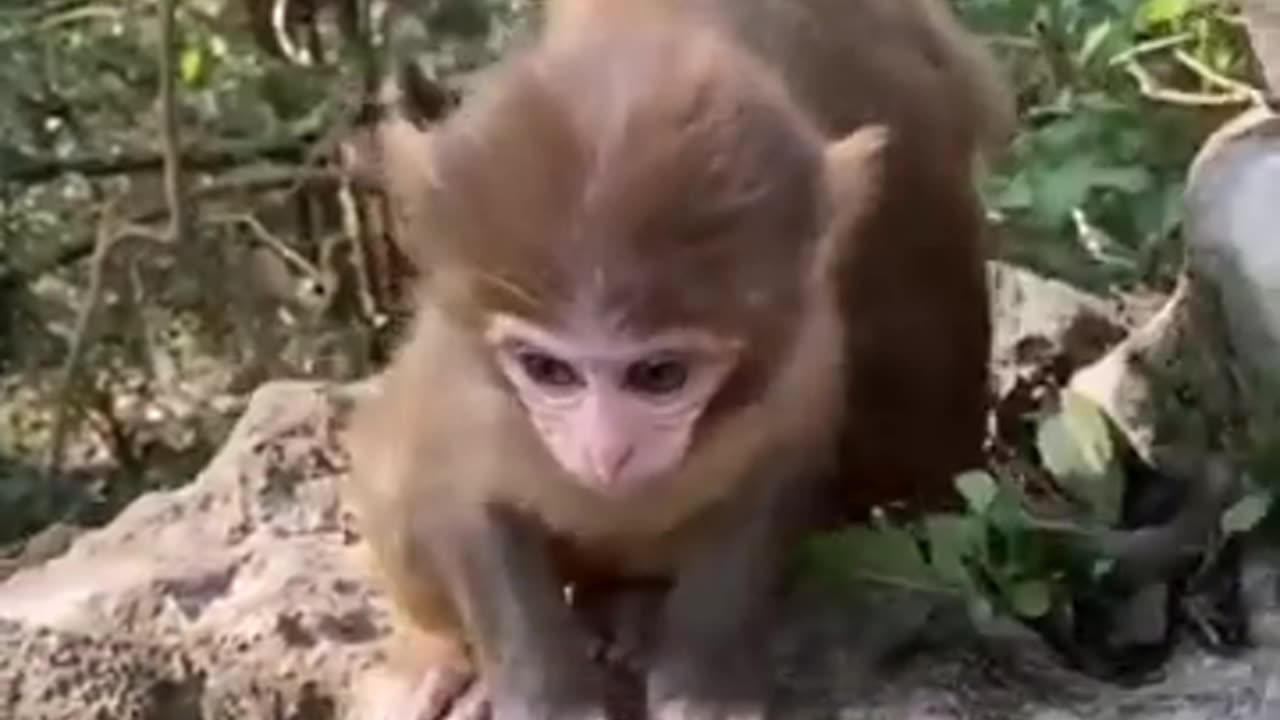 Animal funny video